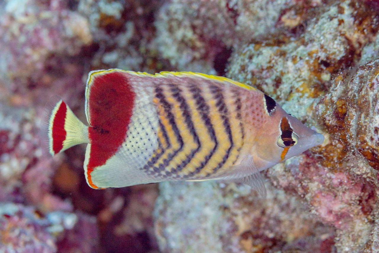 Red Sea Eritrean Butterflyfish