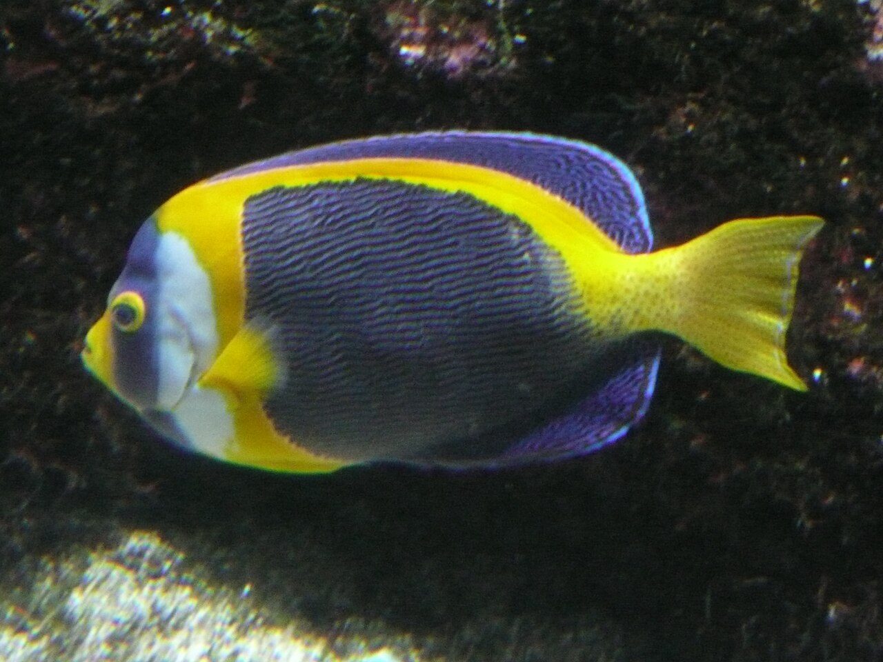 Scribbled Angelfish