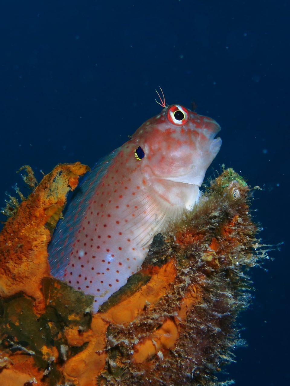 Blackflap Blenny