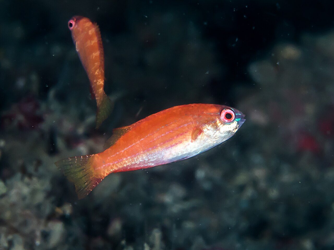 Nursalim's Flasher Wrasse