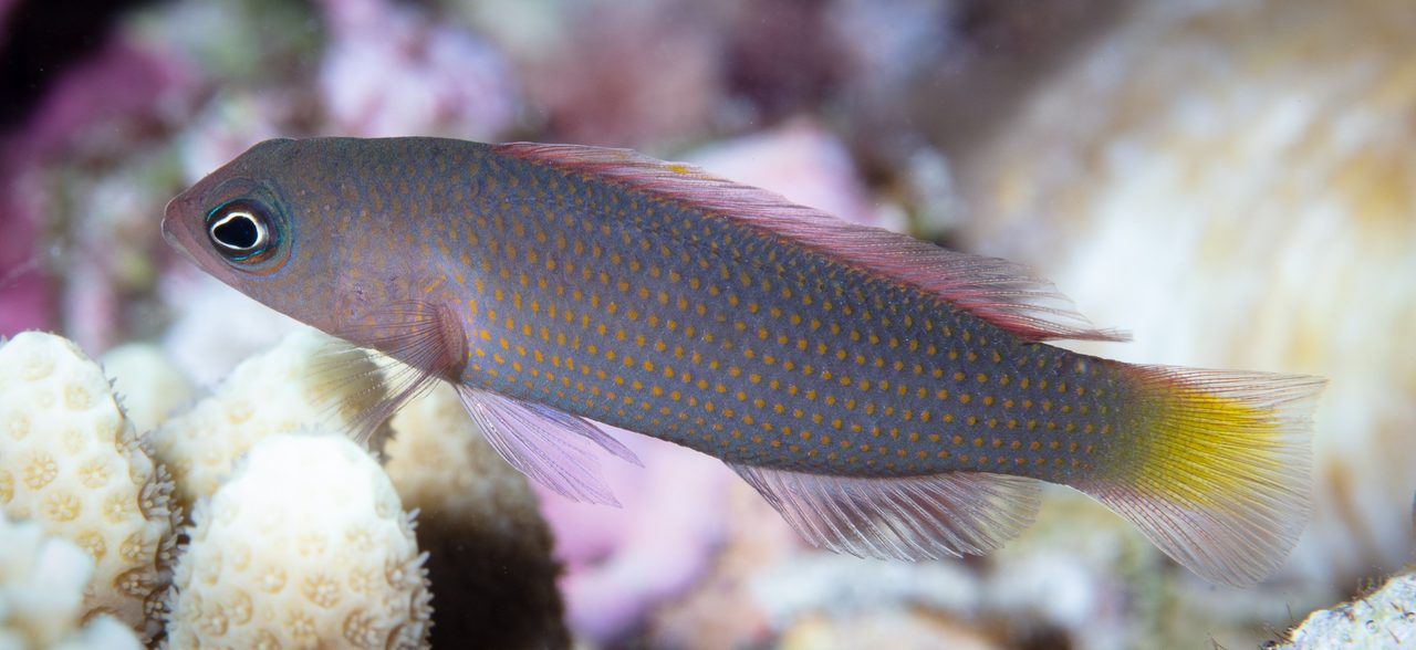 Marshall Islands Dottyback