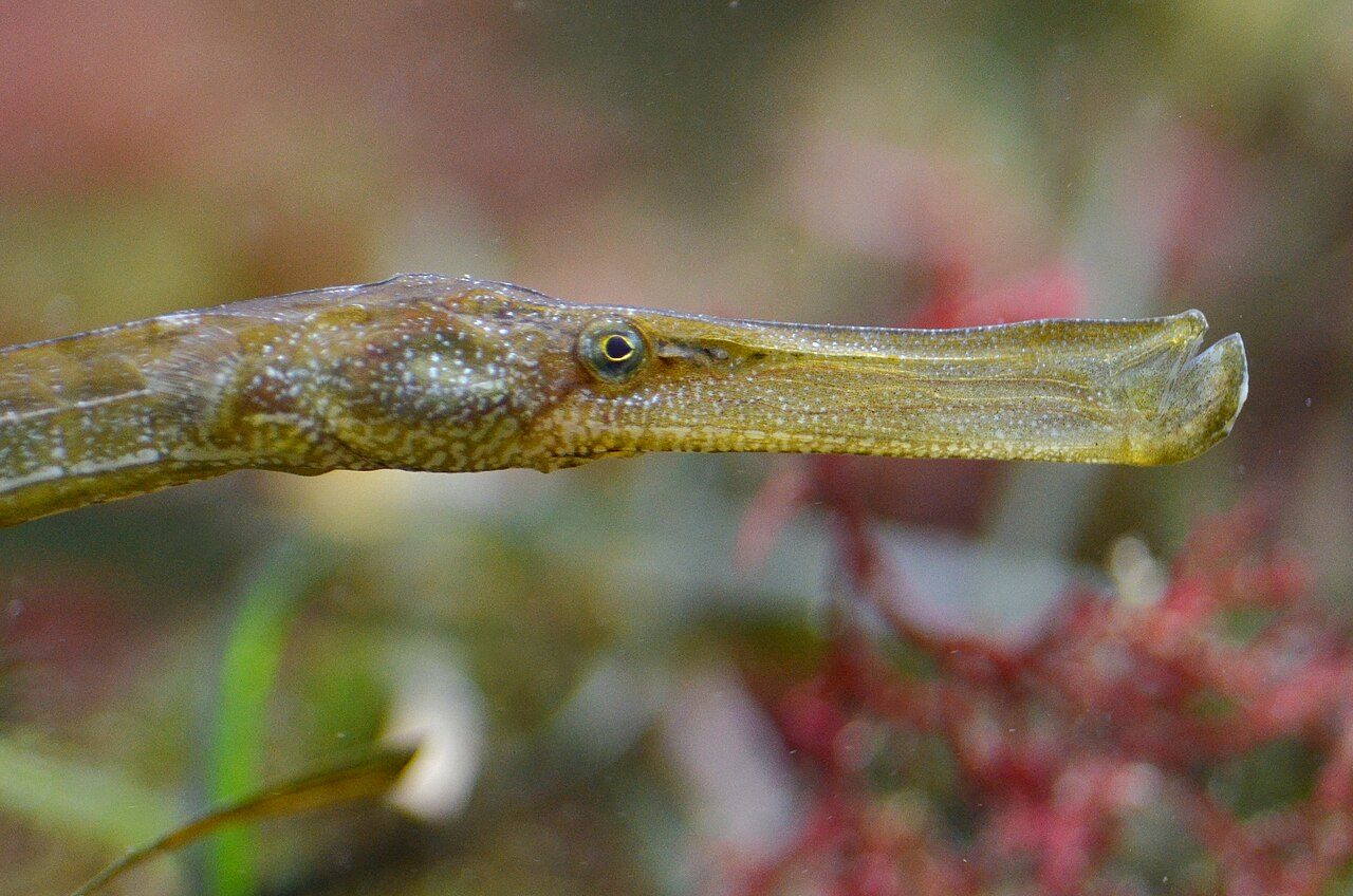Broad-Nosed Pipefish