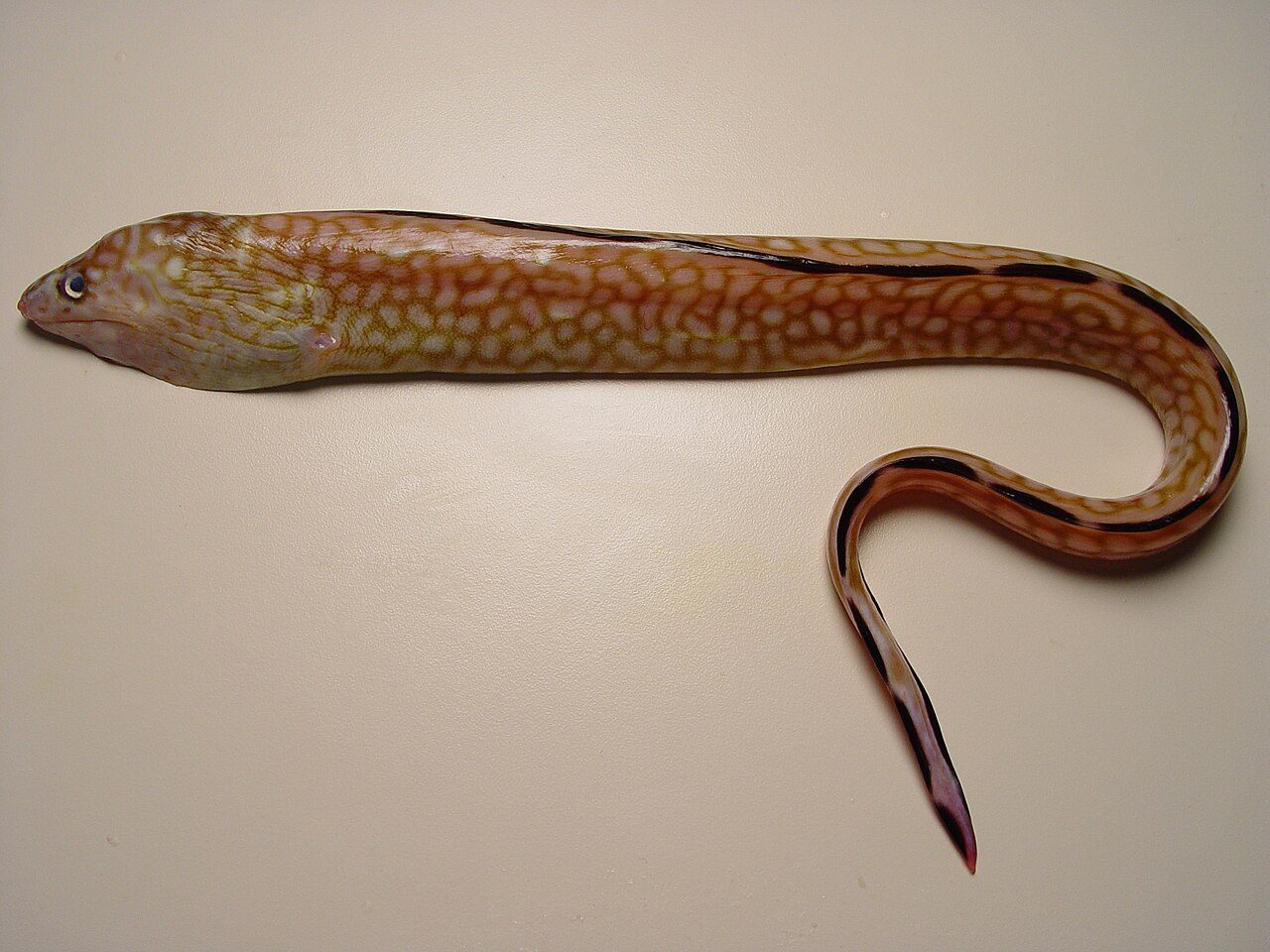 Black Edge Moray Eel
