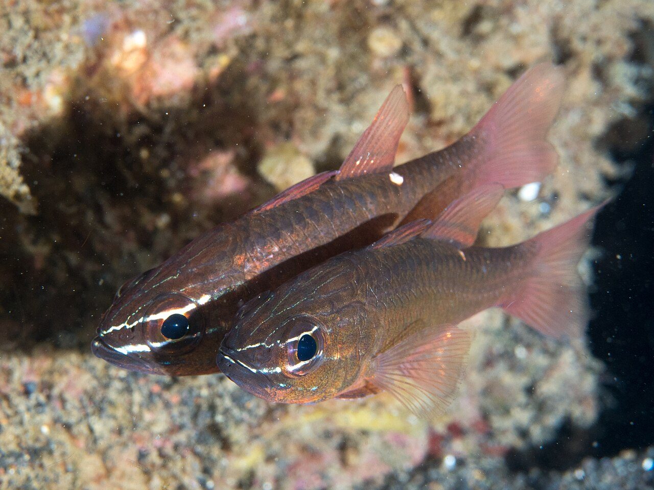 Moluccan Cardinalfish