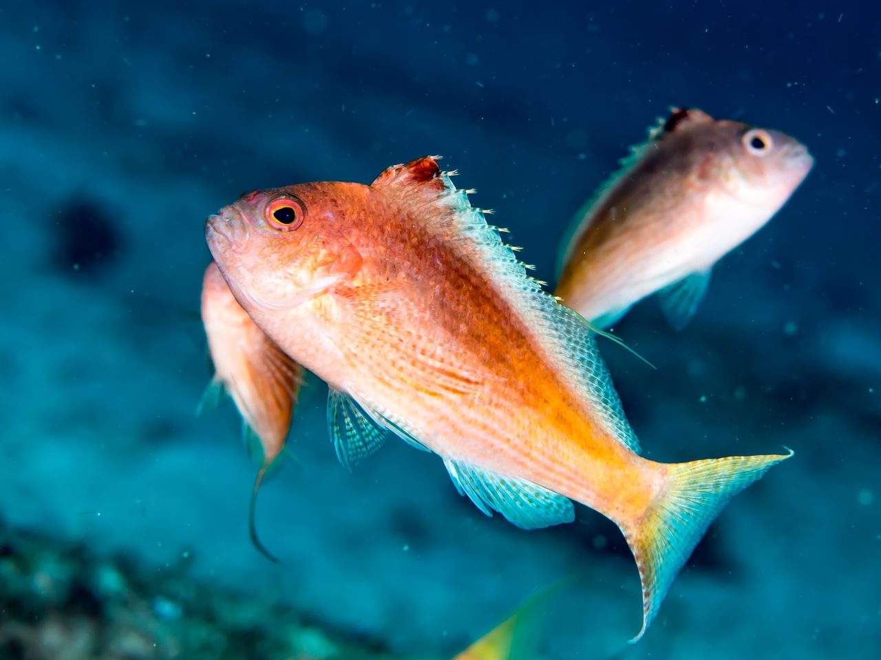 Lyretail Hawkfish