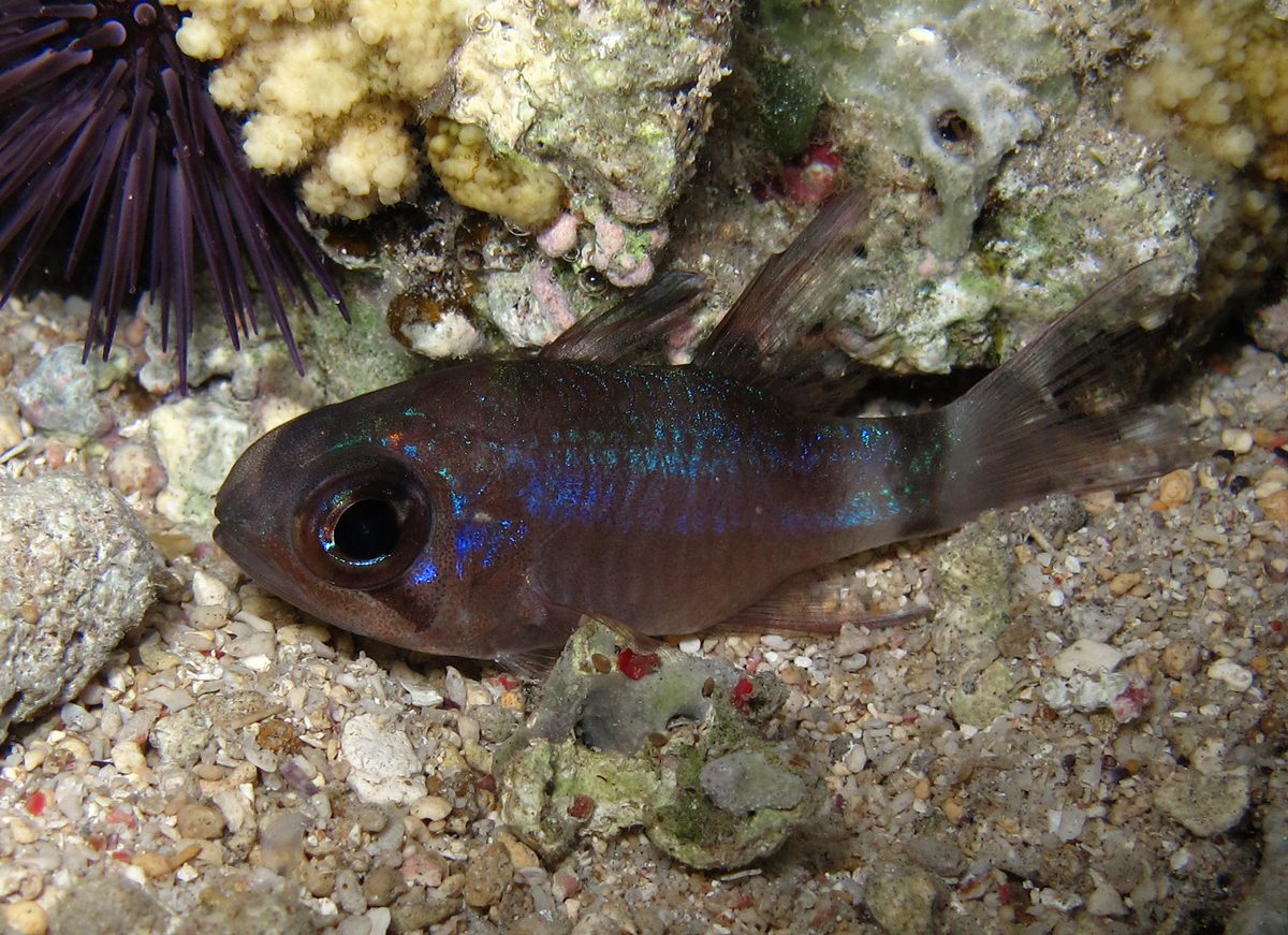 Samoan Cardinalfish