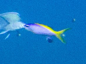 Reunion Anthias