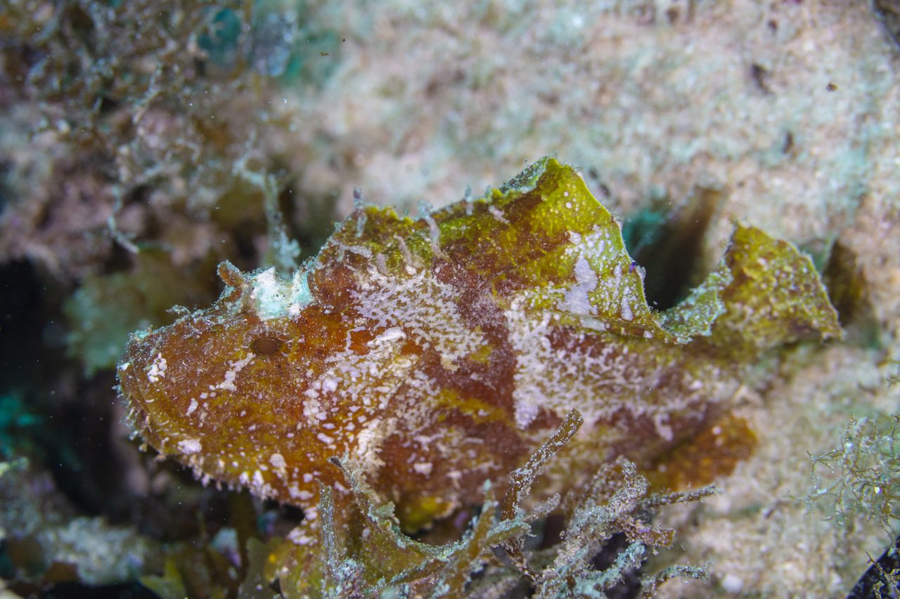 Leaf Scorpionfish