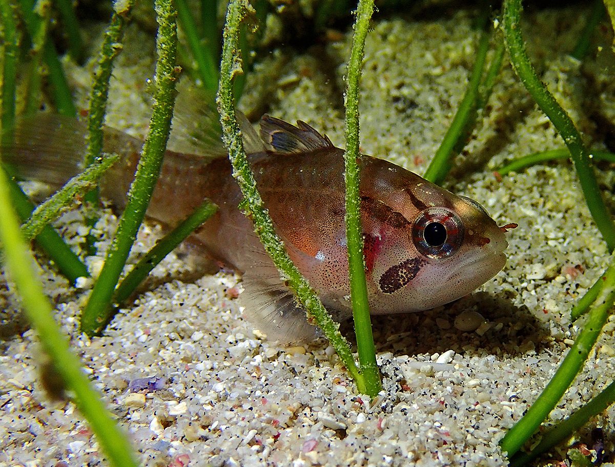 Ocellated Cardinalfish