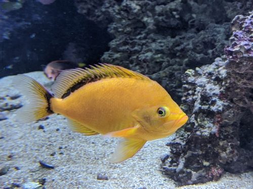 Yellow-Fin Anthias