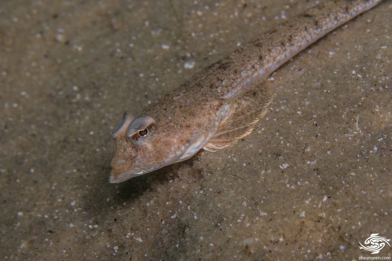 Gardiner's Dragonet