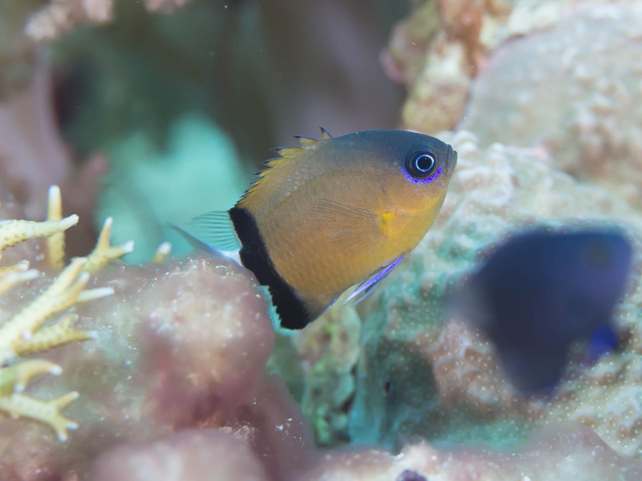 Black-Bar Chromis