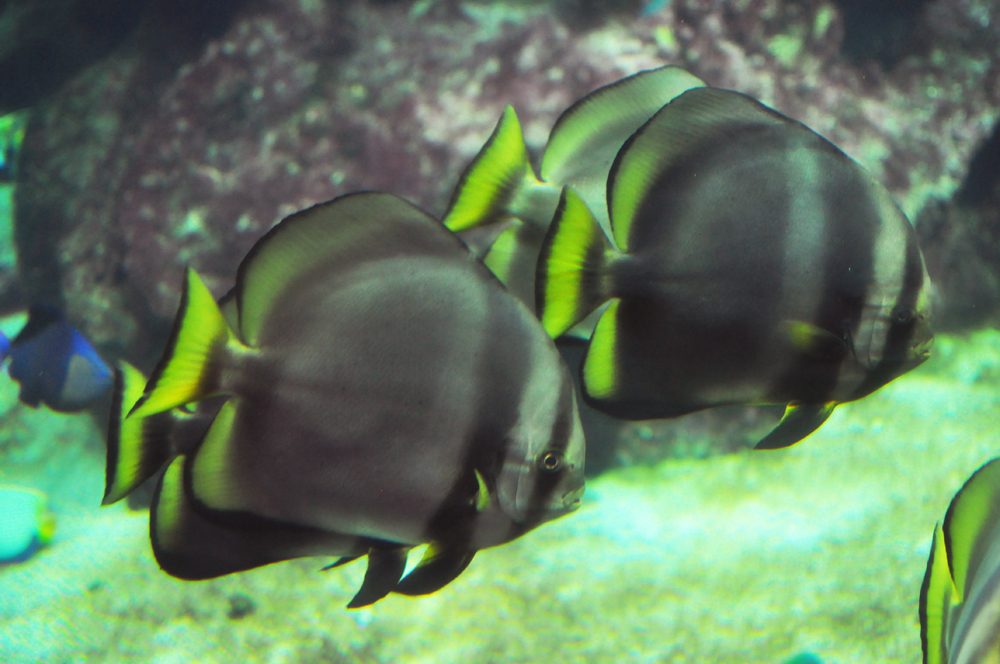 Pinnatus Batfish