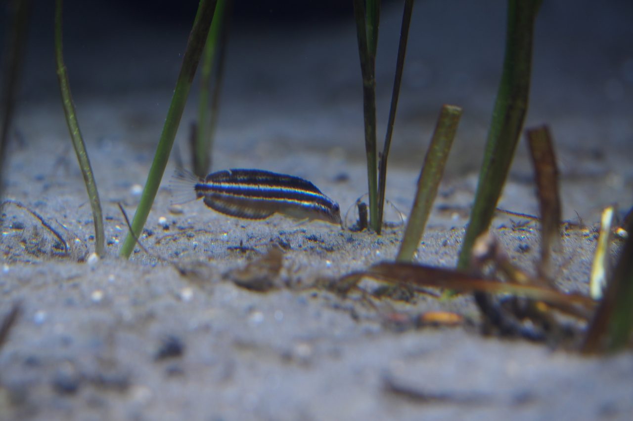 Mimic Blenny