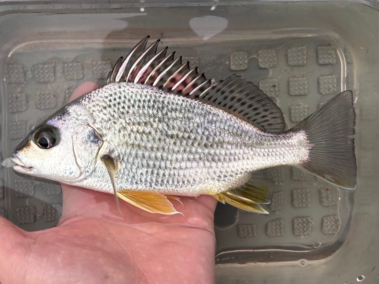 Silver Grunt
