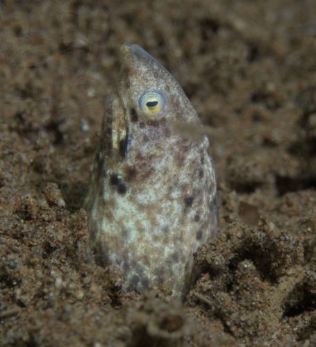 Clouded Garden Eel