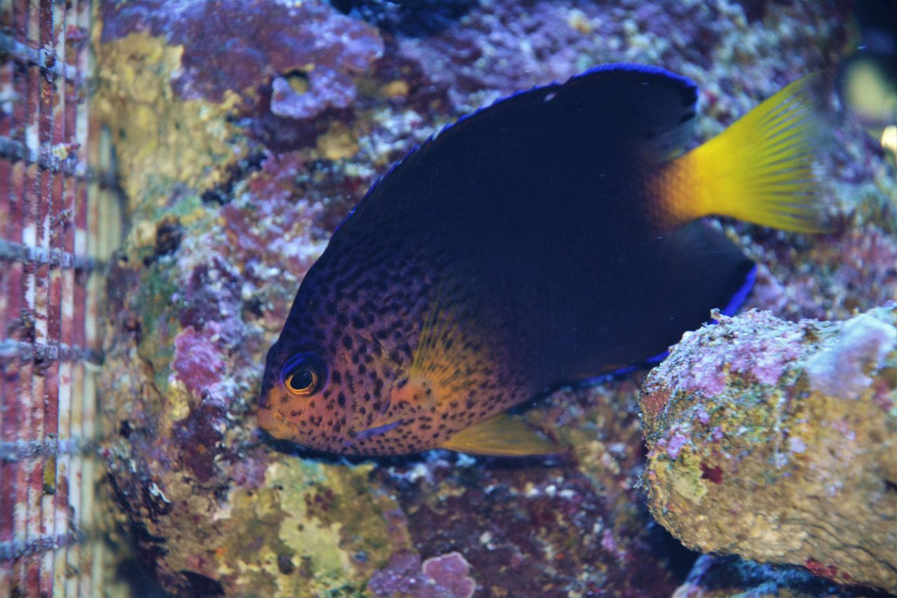 Debelius Angelfish
