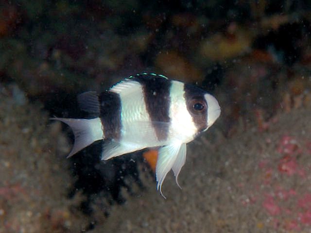 Tuxedo Damselfish