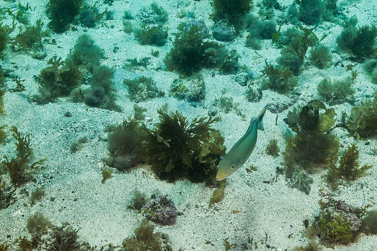 Sand Tilefish