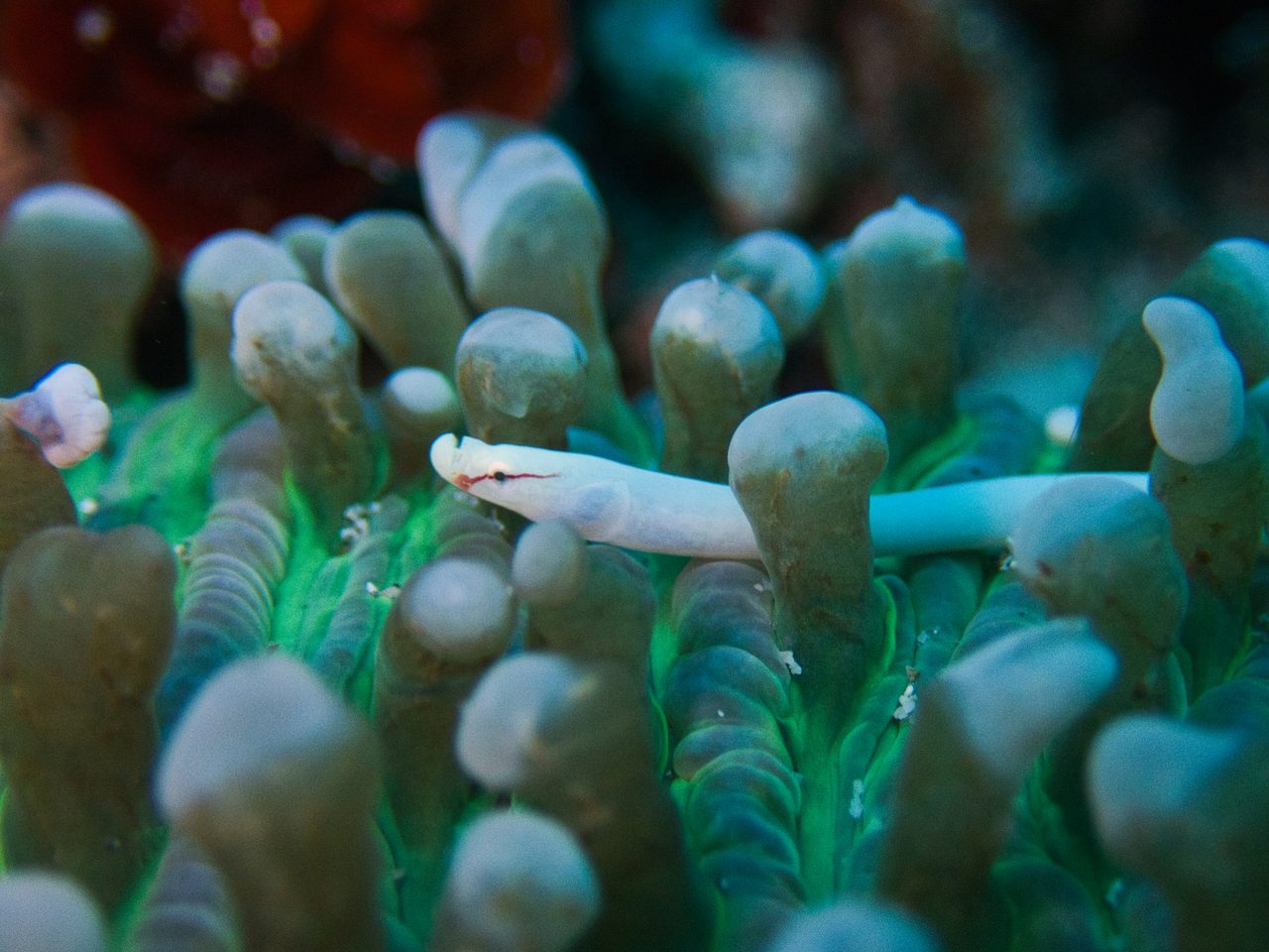 Black-Lined Pipefish