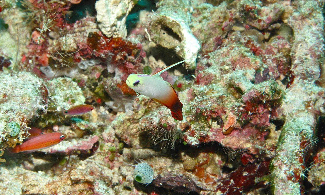 Fire Dartfish