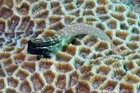 Yaeyama Blenny