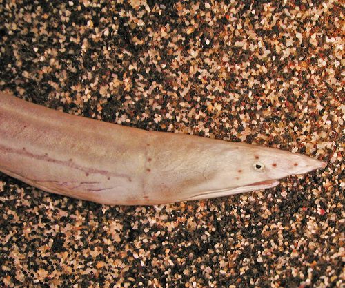 Vulture Snake Eel
