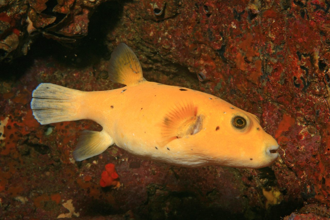 Arothron Puffer