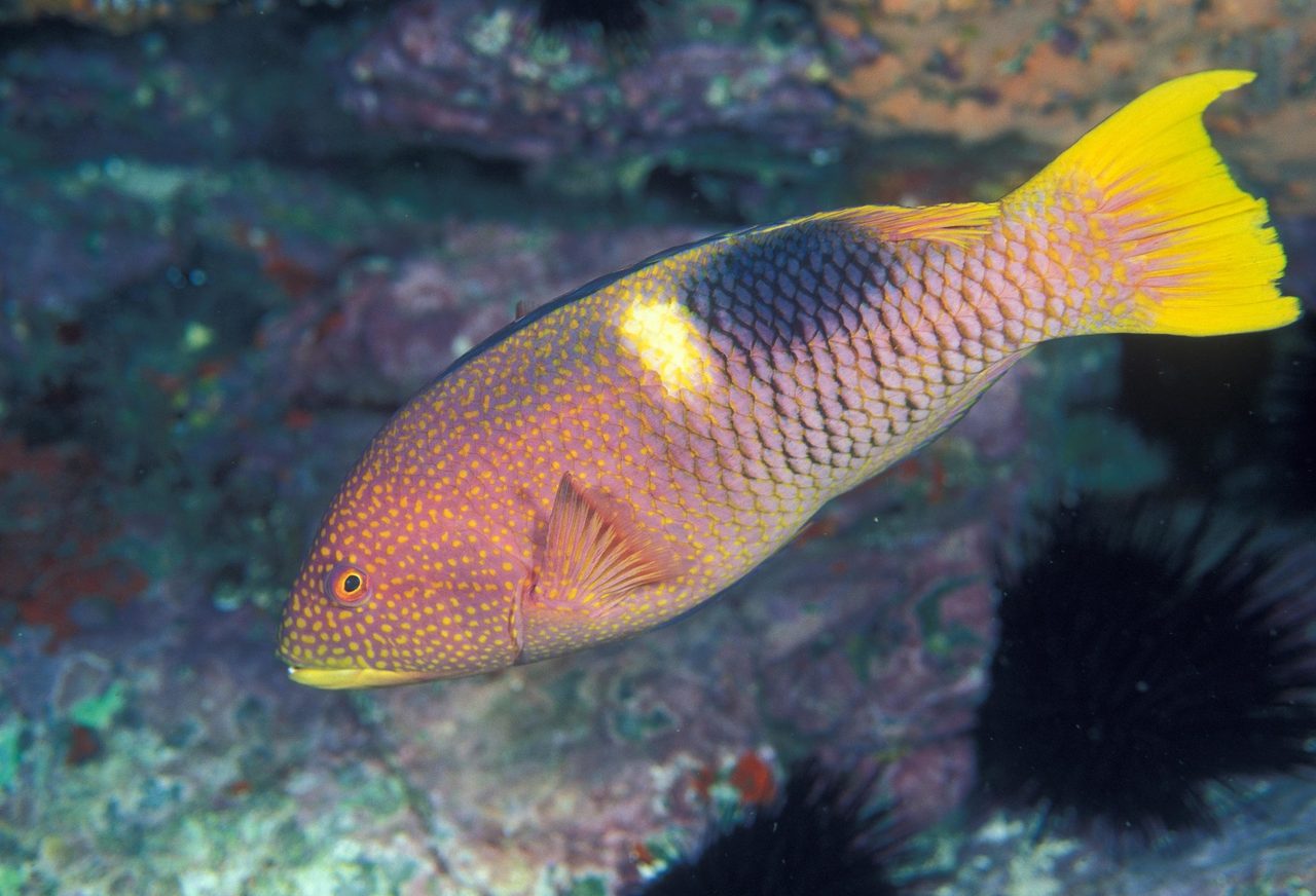 Goldspot Hogfish