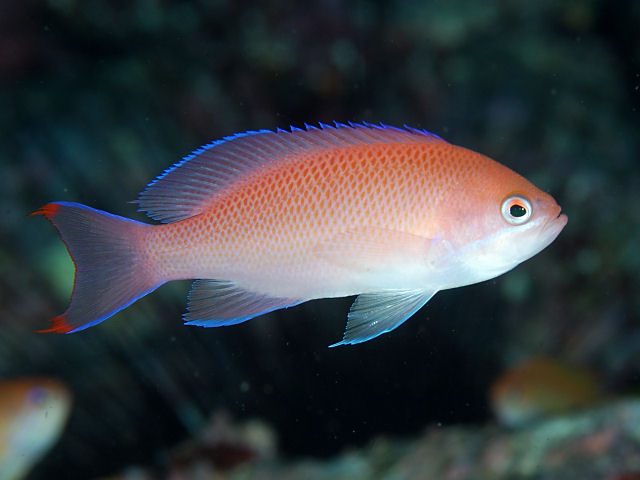 Red-Belt Anthias