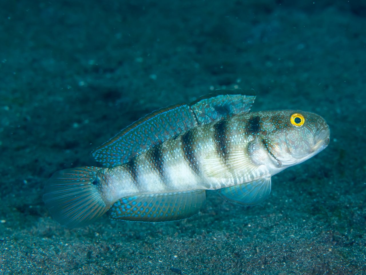 Shy Goby
