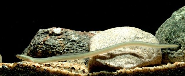 Rice-Paddy Eel