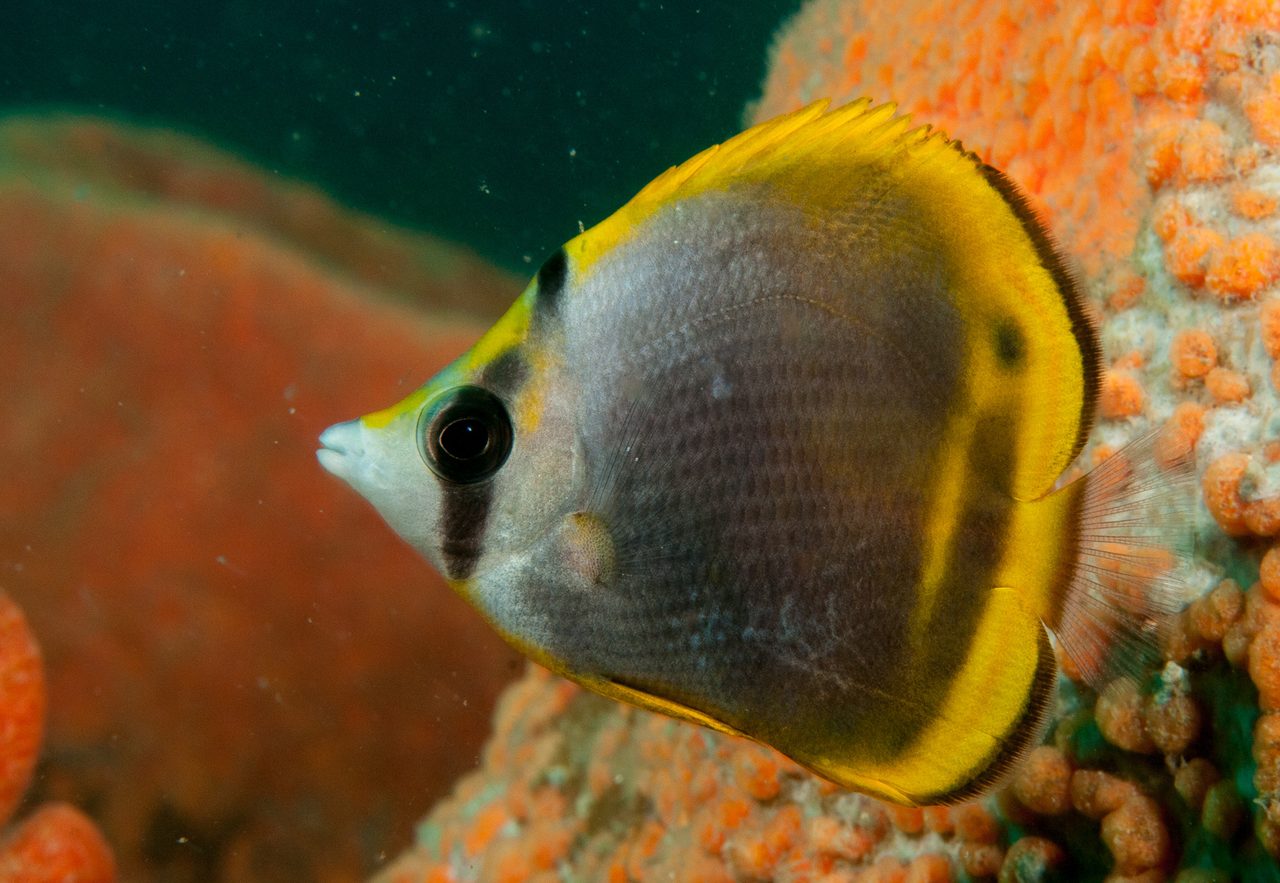 Dusky Butterflyfish