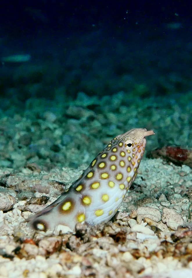 Many-Eyed Snake Eel