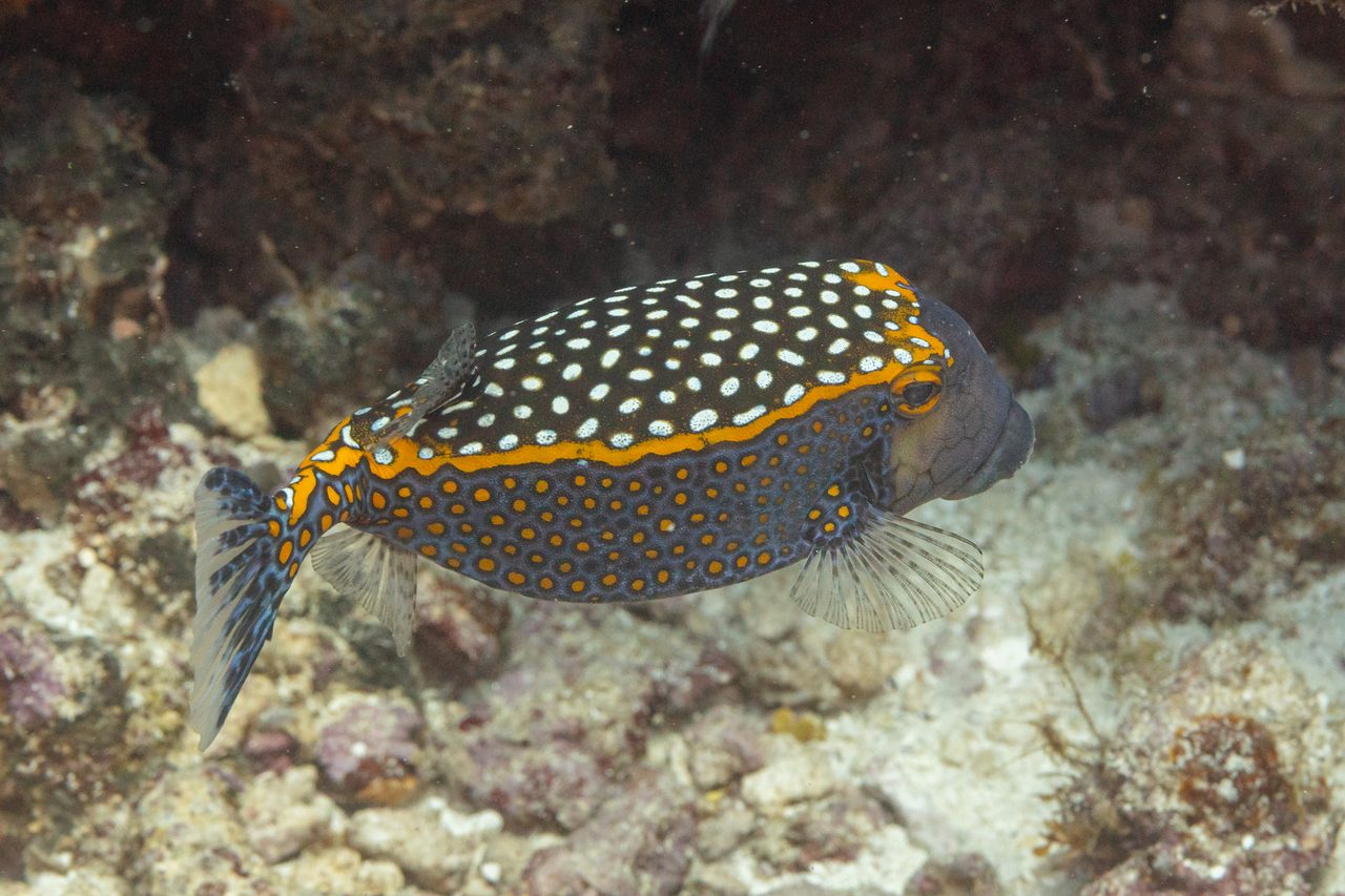 Whitespotted Boxfish