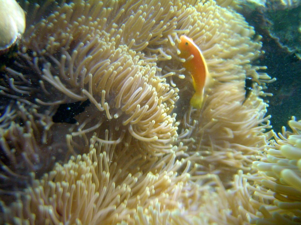 Seychelles Clownfish