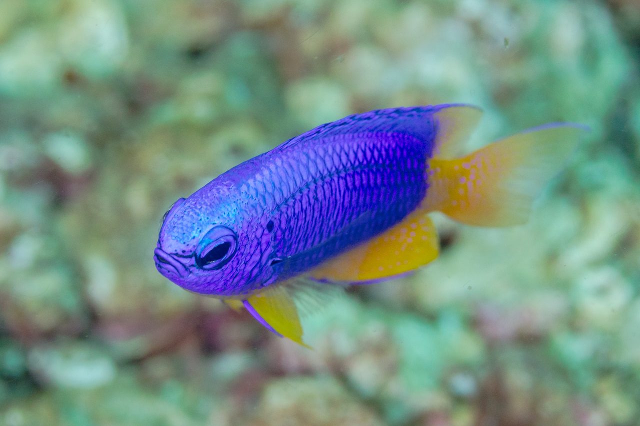 Blue and Gold Damselfish