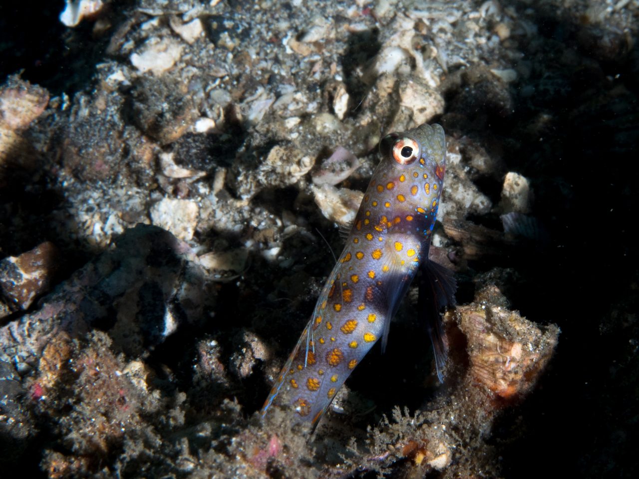 Orange Spotted Goby