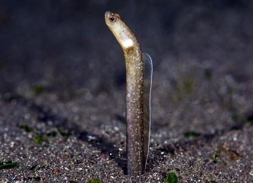 Race-Track Garden Eel