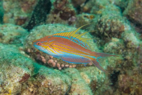 Filament Flasher Wrasse