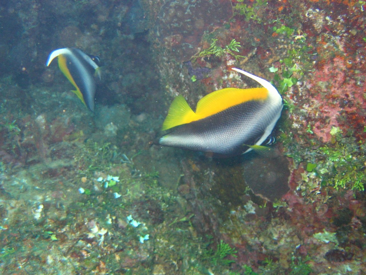Masked Bannerfish