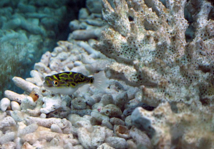 Figure 8 Puffer