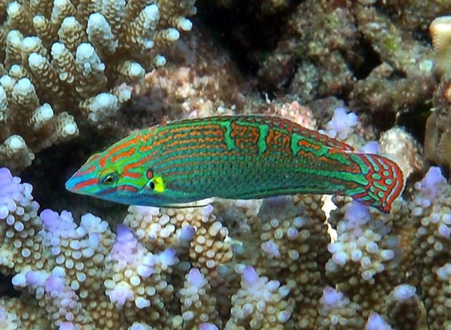 Vrolik's Wrasse, Male