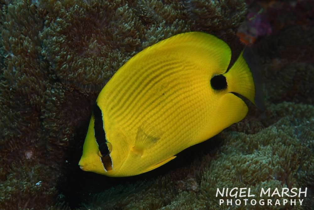 Andaman Butterflyfish