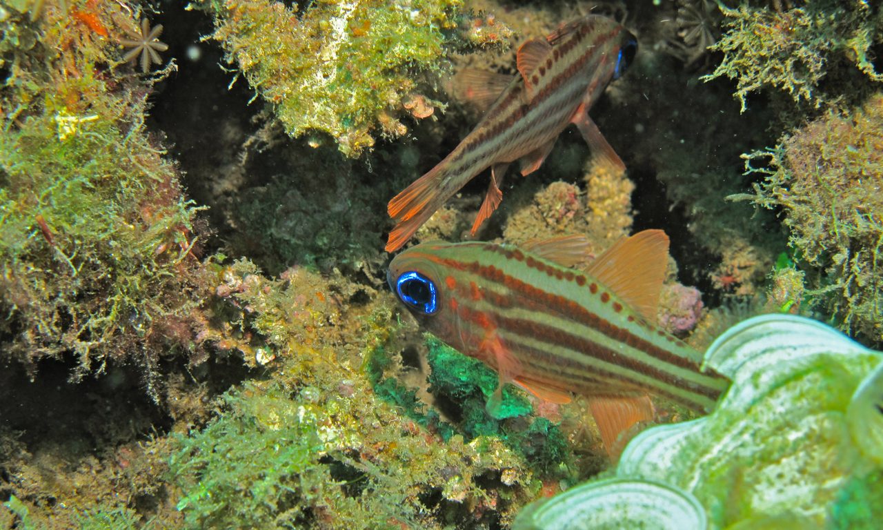 Split-Banded Cardinalfish