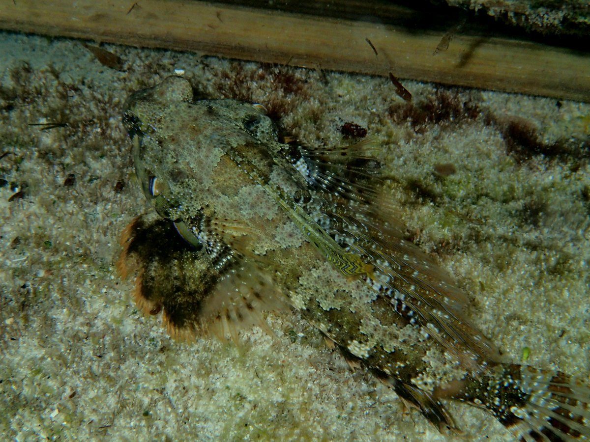 Fingerprint Dragonet