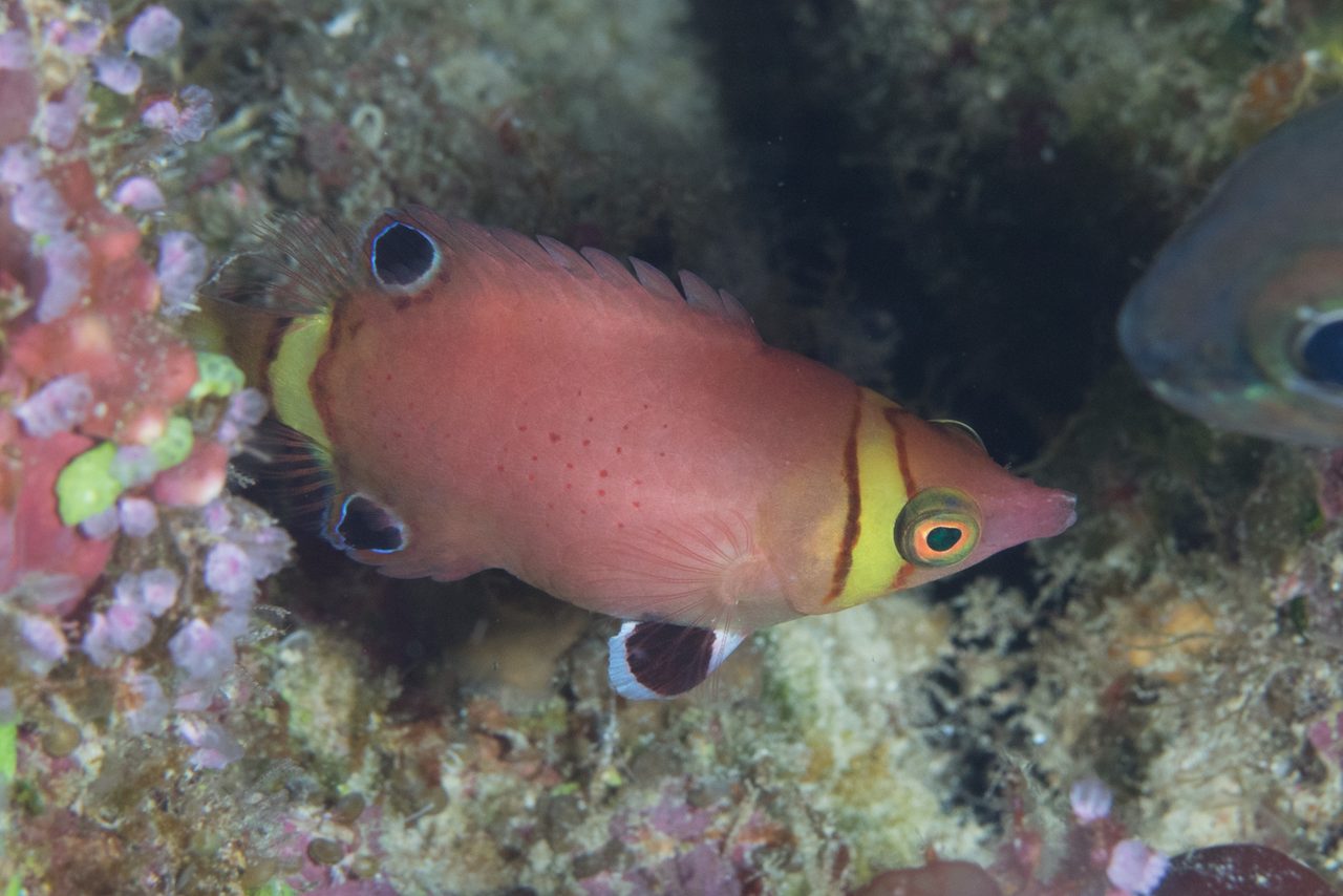 Sharpnose Wrasse
