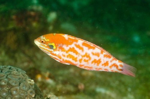 Choati Leopard Wrasse
