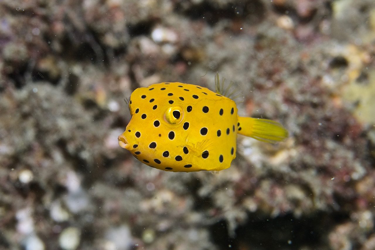 Reticulated Boxfish