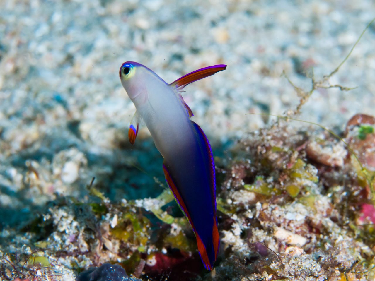 Purple Firefish